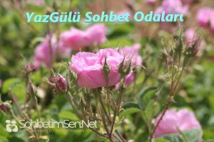 Yazgülü Sohbet Odaları