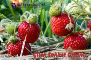 Çilek Sohbet Ortamı